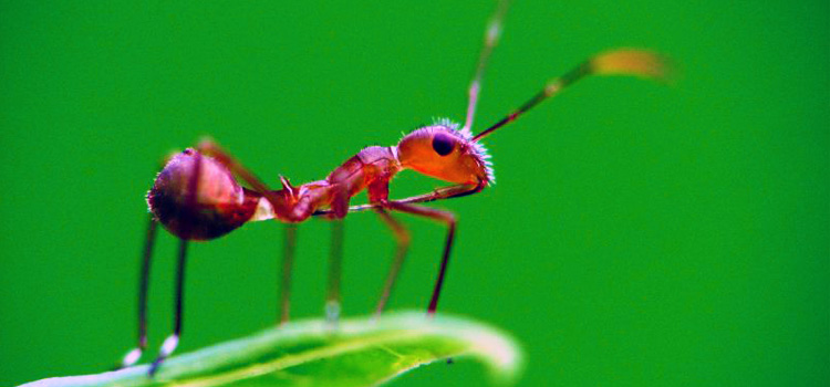 How long can an ant survive under water?