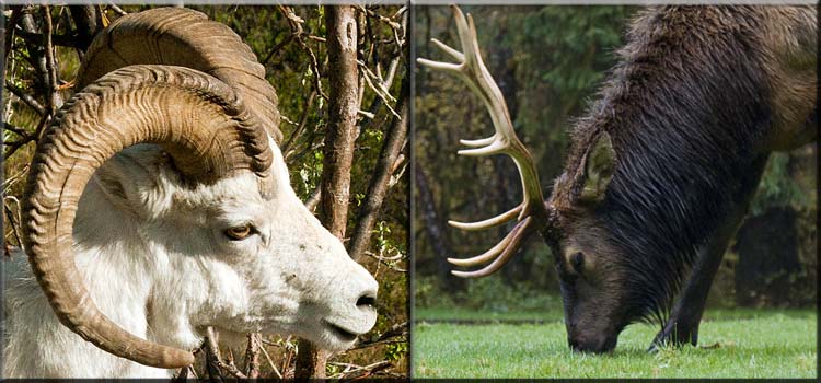 difference-between-antlers-and-horns-f