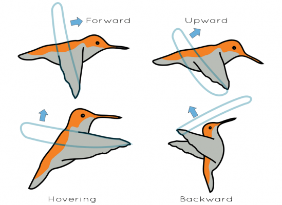 Hummingbird Flight Diagram: Birds That Fly Backwards