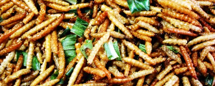 insects-food-source