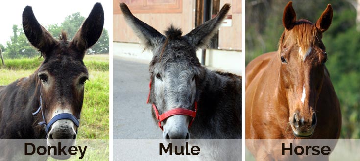 Difference Between a Donkey, Mule, and Horse