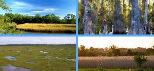 What is the Difference Between Marsh and Swamp