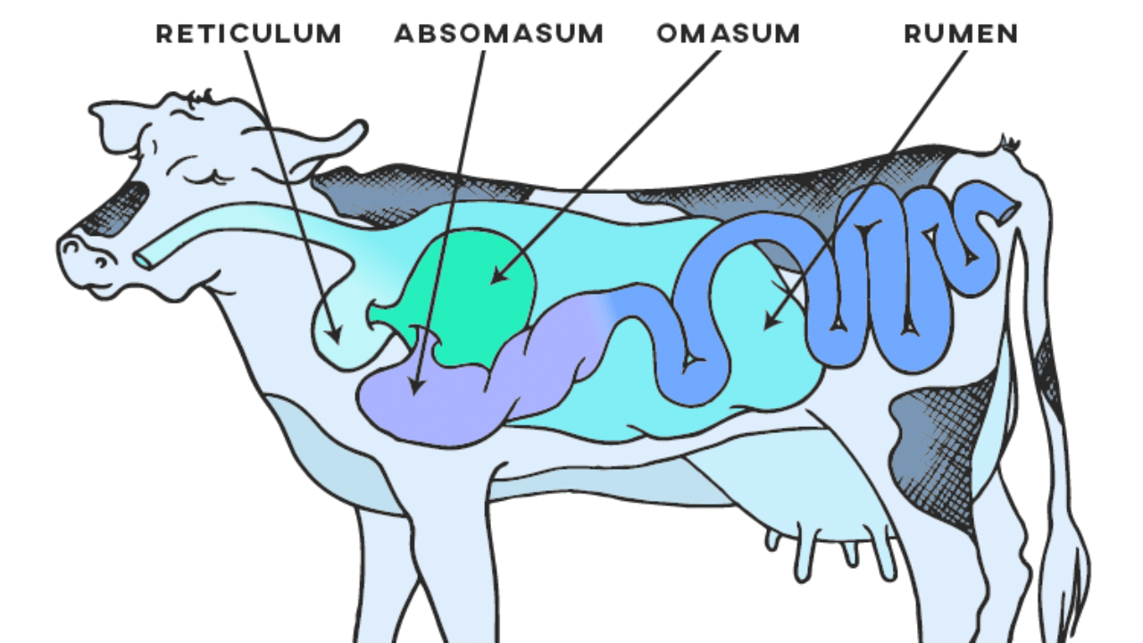 В желудке жвачных млекопитающих постоянно обитают. Пищеварительная система жвачных животных. Пищеварение КРС. Пищеварительная система коровы. Схема пищеварительной системы жвачных животных.